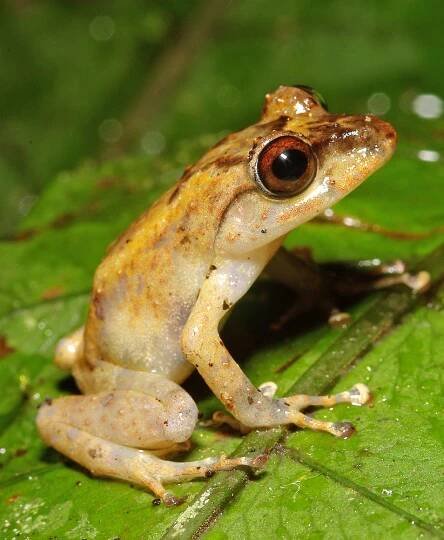 Fijian tree frog