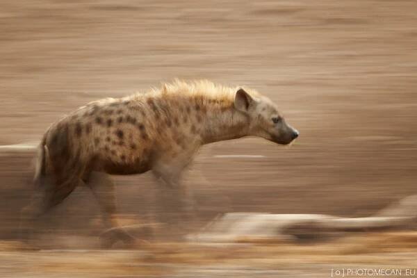 Hyena skvrnitá | Spotted hyena | Crocuta crocuta
Canon EOS-1D X, 1/4, 800mm, 17. 2016
