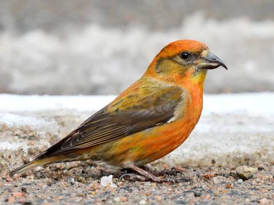 Immature male - ML306365231