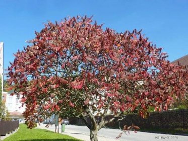 Škumpa ocetná, orobincová - Rhus typhina, listy podzim