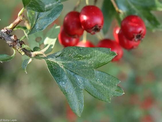 Crataegus monogyna – hloh jednosemenný