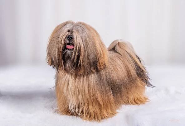 Opis psa rasy Lhasa apso