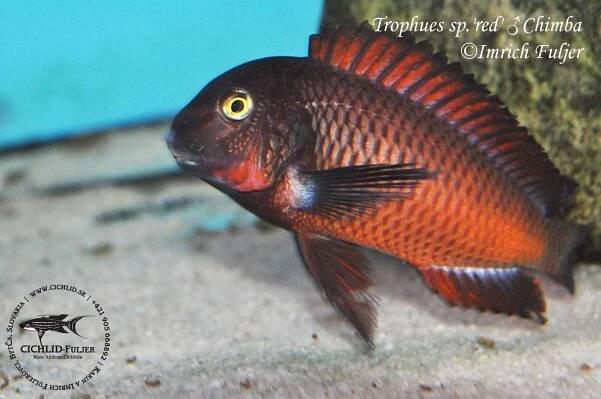 Tropheus sp. "červená Chimba (2)