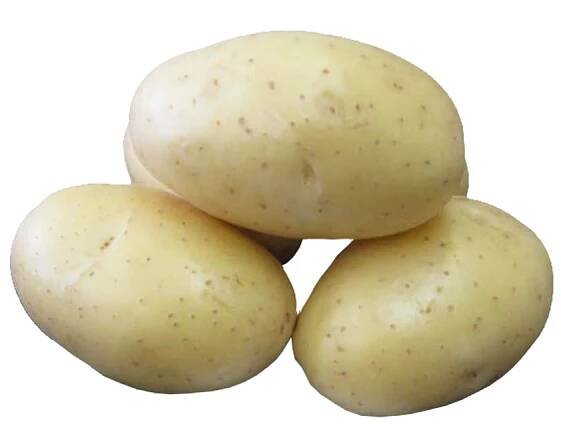 Sadbové brambory Dali rané; 5 kg