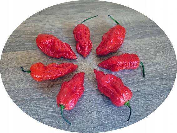 Jay's Red Ghost Scorpion semena chilli papriček HIT za 52.00CZK - Allegro
