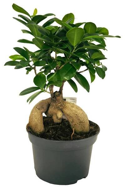 Fíkus, Ficus microcarpa, bonsaj, průměr květináče 13 - 15 cm