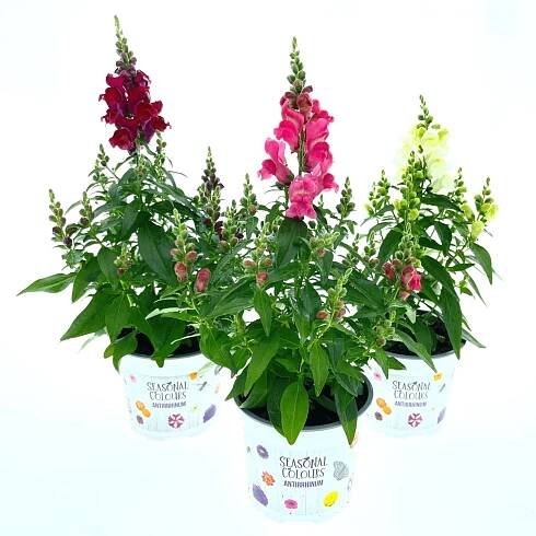Hledík (Antirrhinum), různé barvy, pr. kv. cca 10,5 cm nakoupit u OBI