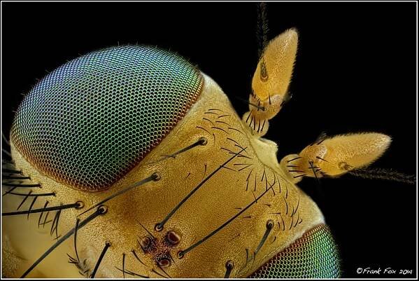 Fliege_Brachycera_1