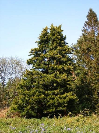 Sciadopitys verticillata