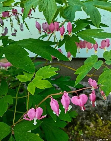 Atlas - fotogalerie: lamprocapnos spectabilis; 1