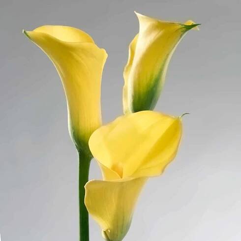 indoor winter flower zantedeschia