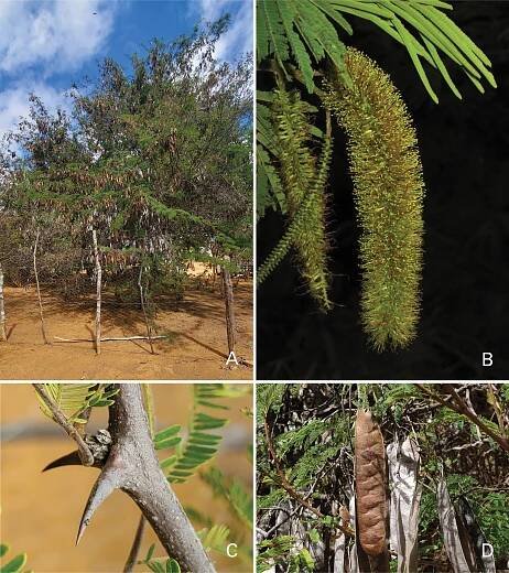Advances in Legume Systematics 14. Classification of Caesalpinioideae. Part 2: Higher-level classification