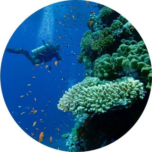 Annual Report - Coral Reef Alliance