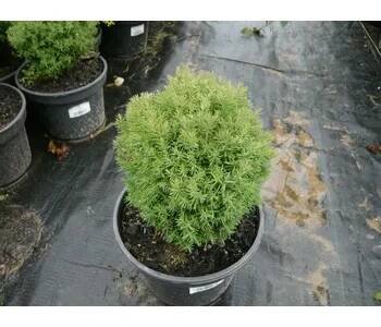 Zerav, túje západní 'Mister Bowling Ball' - Thuja occidentalis 'Mister Bowling Ball' Kontejner o objemu 15 litrů velikost 20-40 cm