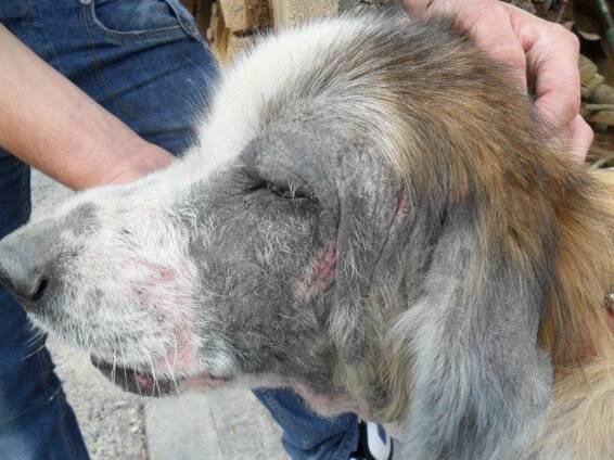 eupciones dermicas en perros