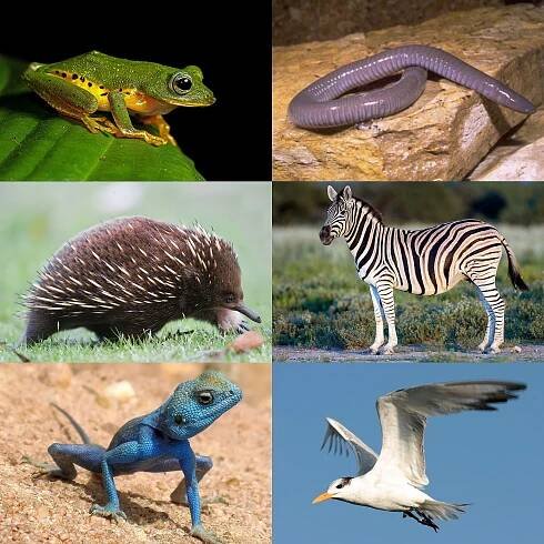 File:Tetrapoda.jpg