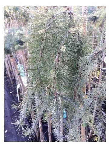 MODŘÍN OPADAVÝ 'PENDULA' (LARIX DECIDUA)