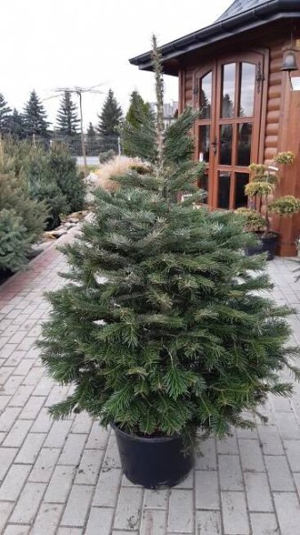 Jedle KAVKAZSKÁ 30cm