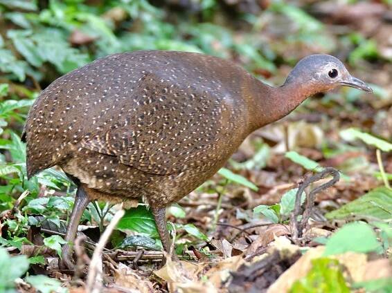 highland-tinamou-1600