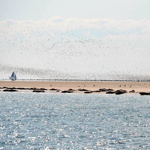 waddenzaee, delphia yacht, yacht charter, Tornado Sailing, Makkum, Waddensea, world heritage, crew, captain, Wiktoria, sailing, droogvallen, beaching, zeehond, seal