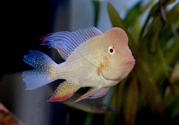 *Special* New Arrival- Male Hybrid Albino Heckelii with Hump Head