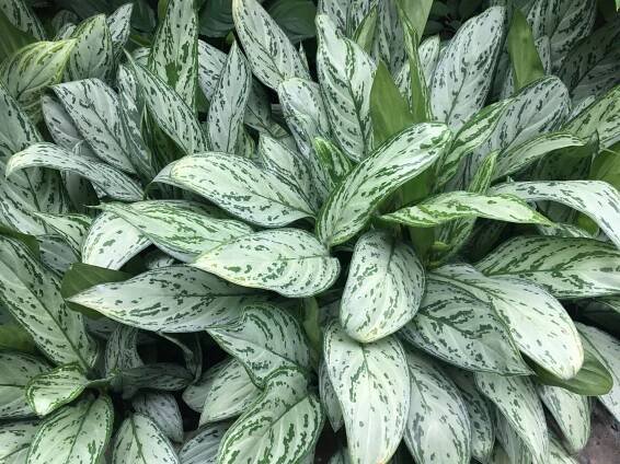 Aglaonéma pomiešaná (Aglaonema commutatum)