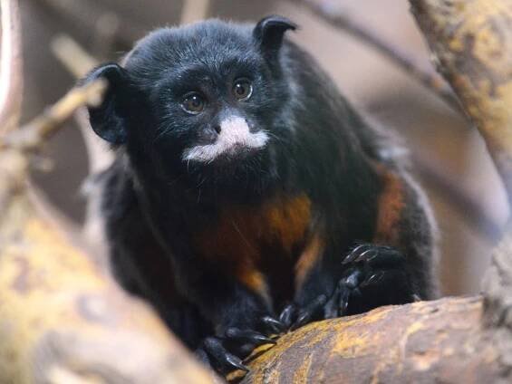 Tamaríni se v plzeňské zoo pochlubili mládětem: O potomka pečuje starostlivý otec