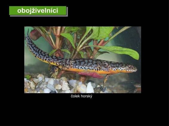 PPT - Poznávačka – obratlovci tercie PowerPoint Presentation, free download - ID:4342047