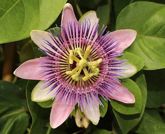 Passifloraceae