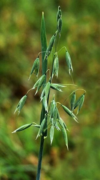 How to use oats in cosmetics and how oats works in skin care - Helenatur