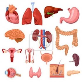Obraz Lidské vnitřní orgány. Vektorové ilustrace ploché anatomie symboly. Izolované ikony nastavit
