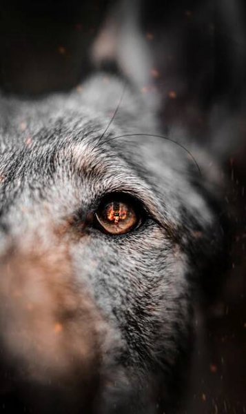 Firemní a produktová videa – Profesionální video od 4 900 Kč Čistá u Horek Video produkce - Wolves Photographers • Firmy.cz