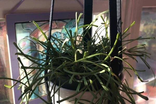 hoya retusa lighting