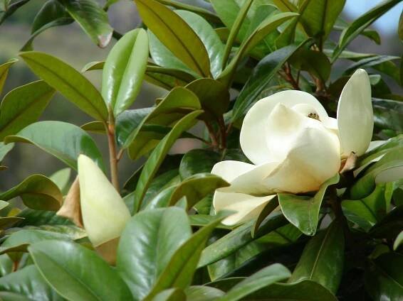 Magnolia grandiflora - šácholan velkokvětý