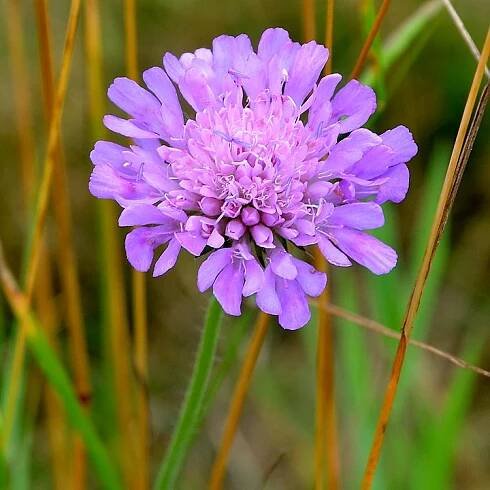 chrastavec rolní / knautia arvensis