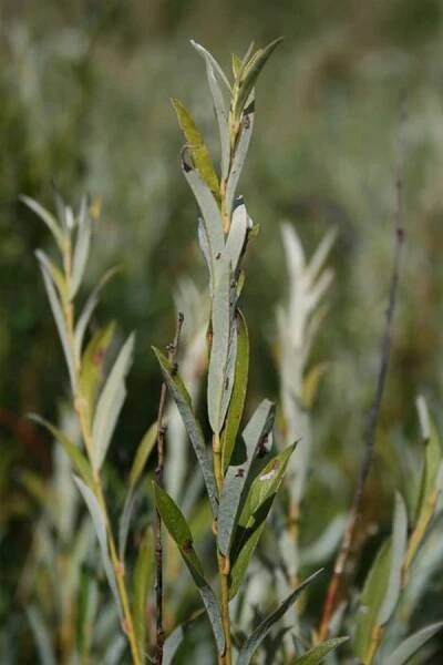 Salix rosmarinifolia - vrba rozmarýnolistá | Salicaceae - vrbovité | Natura Bohemica