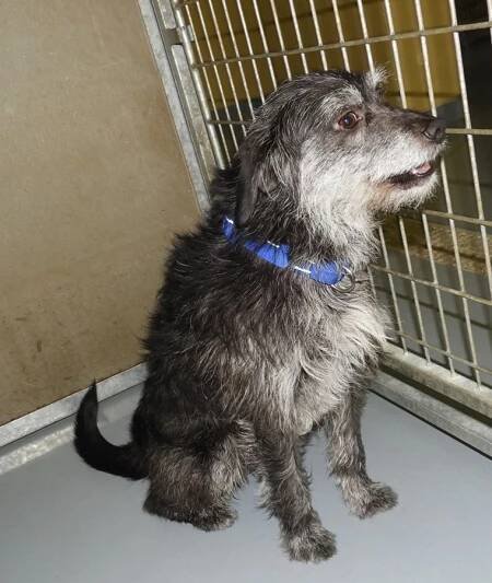 Psi k adopci z útulků, azylů a neziskových organizací