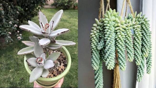 Detalle de caudex en plantas caudiciformes