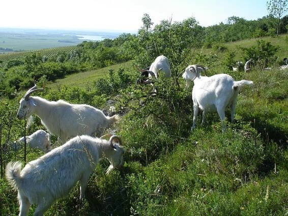 NAŠE STÁDO – OVČÍ FARMA PODYJÍ