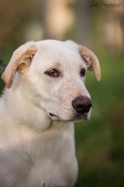 Barney - adoptovaný