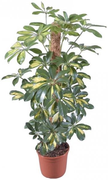 Šeflera Gold Capella průměr květináče cca 17 cm