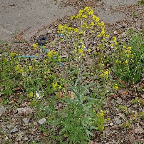 Isatis tinctoria by the roadside