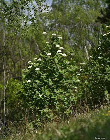 Kalina tušalaj (Viburnum lantana)