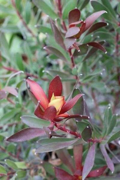 Leucadendron salignum 'Red Gem'