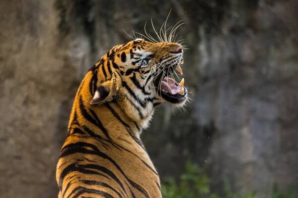 ZOO Dvůr Králové hlásí v červenci nadprůměrnou návštěvnost. Situace se zlepšuje v celém kraji