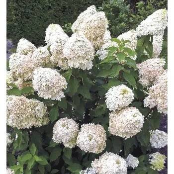 Hortenzie latnatá ´PHANTOM´ 20-30 cm, kont. 1,4 l