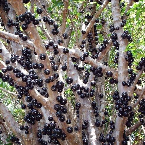 Plinia cauliflora -Sabara Jaboticaba
