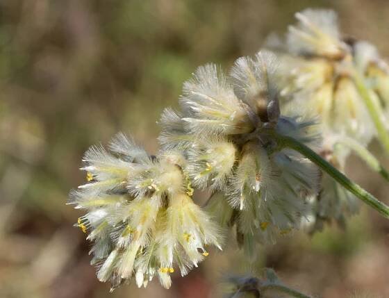 Ptilotus auriculifolius