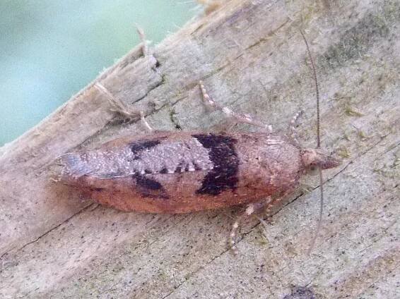 Moth Gallery - BRITISH NATURE GUIDE