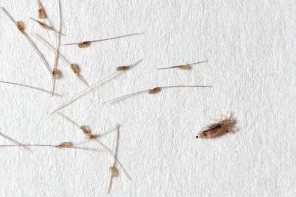 Louse a kukly zámotky na bílém papíře pozadí — Stock obrázek